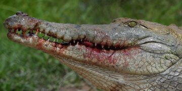 Hombre confunde a un caimán con un perro y se lleva una dentellada en Florida