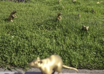Presentan el enésimo plan para tratar de acabar con las ratas en Nueva York