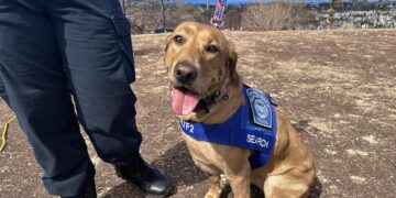 Los rescatistas de Lahaina siguen buscando pese a las condiciones y el costo emocional