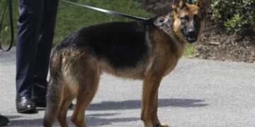 Commander, el perro de Biden, vuelve a morder a un agente del Servicio Secreto